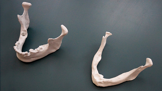 Modello anatomico di mandibole maschili